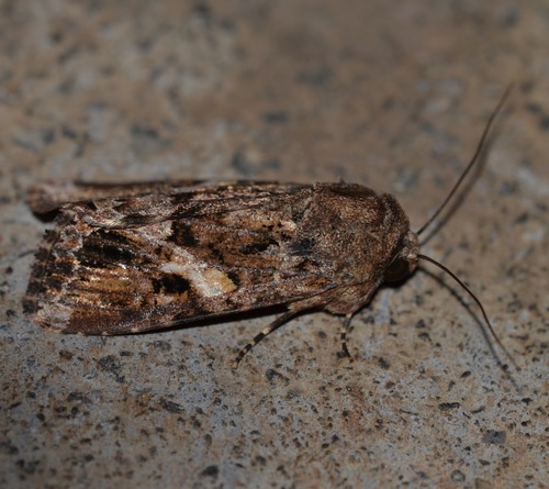 Lawn Armyworm Moth photo 2