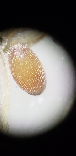Eragrostis atrovirens iNat (1)