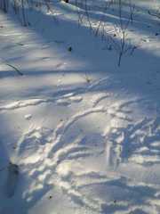Aves