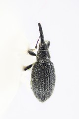 Catapion
