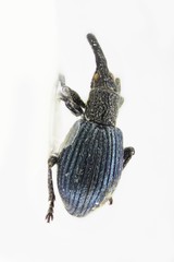 Ceratapion onopordi