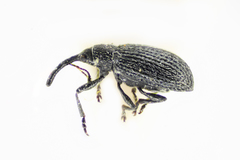 Catapion