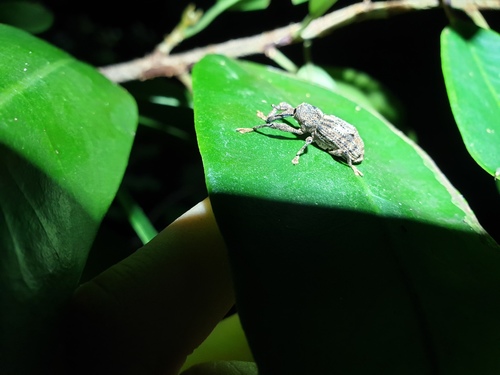 Orthorhinus cruciatus