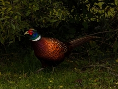 Phasianus colchicus