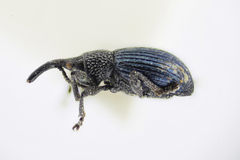 Ceratapion onopordi
