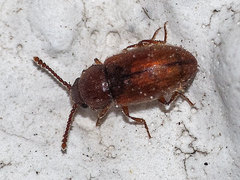 Cryptophagus distinguendus