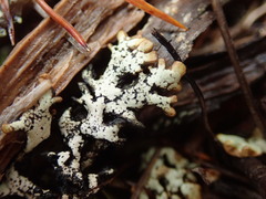 Hypogymnia lugubris