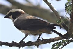 Eurocephalus anguitimens