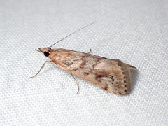 Achyra nigrirenalis