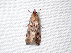 Achyra nigrirenalis