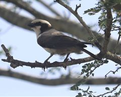 Eurocephalus anguitimens