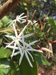 Jasminum malabaricum