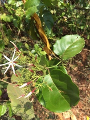 Jasminum malabaricum