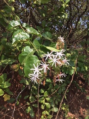 Jasminum malabaricum