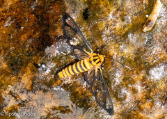 Amata grotei