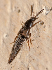 Oxypoda opaca