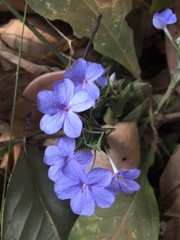 Eranthemum
