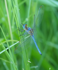 Orthetrum abbotti