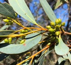 Eucalyptus diversifolia