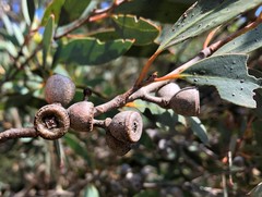Eucalyptus diversifolia