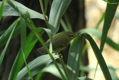 Phylloscopus nitidus