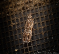 Hypatima dermatica