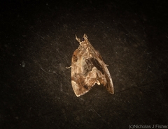 Crocidolomia suffusalis