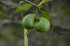 Tabernaemontana alba