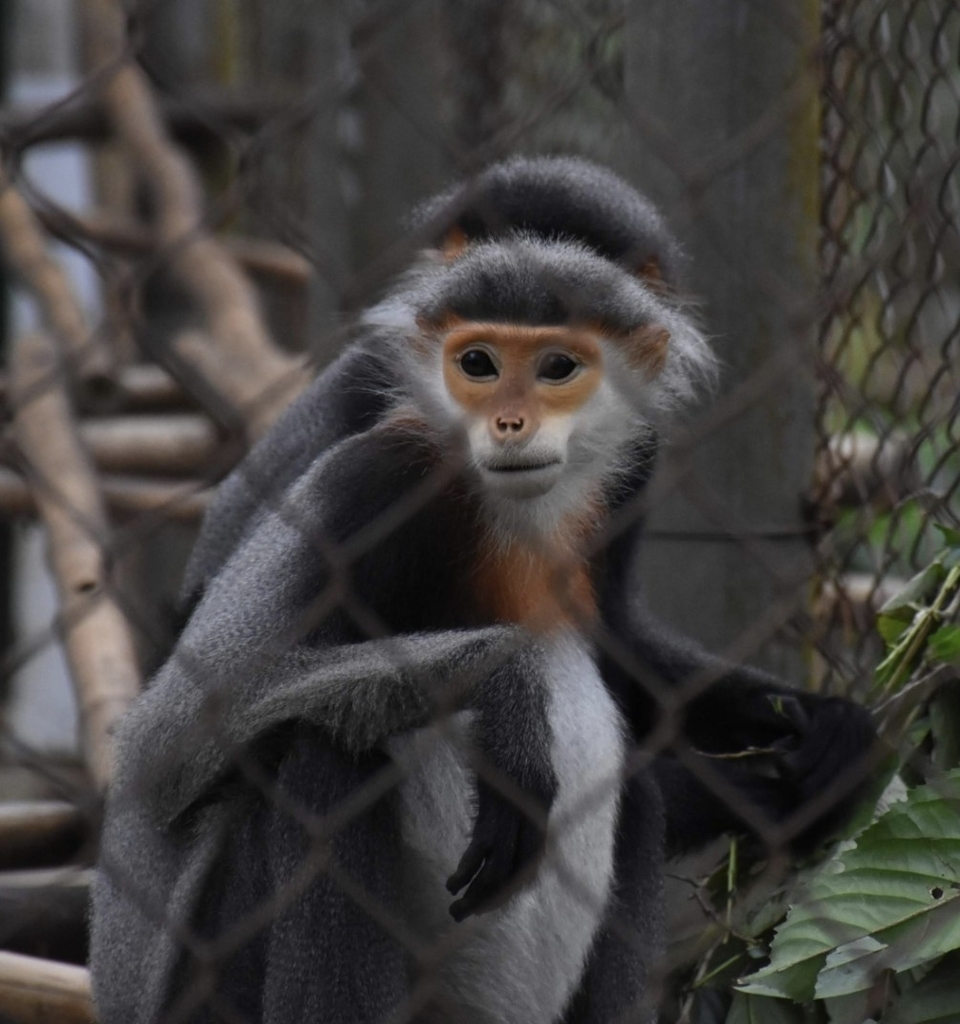 Grey-shanked Douc Langur