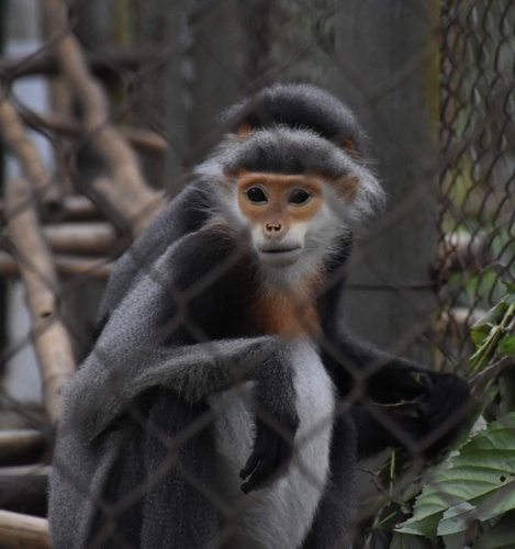 Grey-shanked Douc Langur