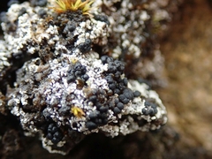 Trapeliopsis colensoi