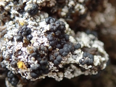 Trapeliopsis colensoi