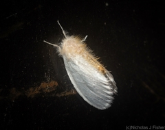 Euproctis panabra