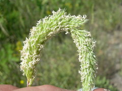Phleum hirsutum
