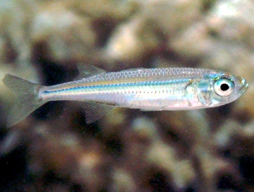Big-scale Sand Smelt