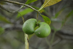Tabernaemontana alba