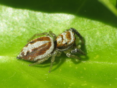 Icius hamatus