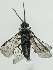 Dolerus aeneus