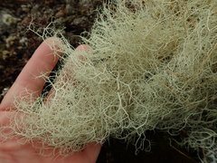 Usnea contexta