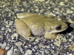 Pseudacris brachyphona