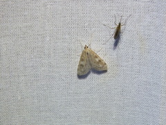 Udea olivalis