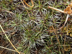 Celmisia laricifolia