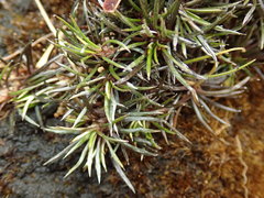 Celmisia laricifolia