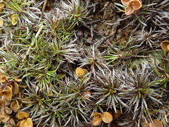 Celmisia laricifolia