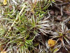 Celmisia laricifolia