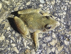 Pseudacris brachyphona