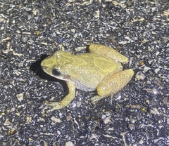 Pseudacris brachyphona