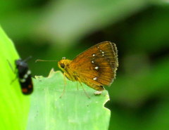 Iambrix salsala luteipalpis