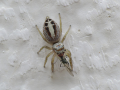 Icius hamatus