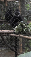 Trachypithecus francoisi